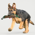 Dog carrying a green-trimmed woven tug toy